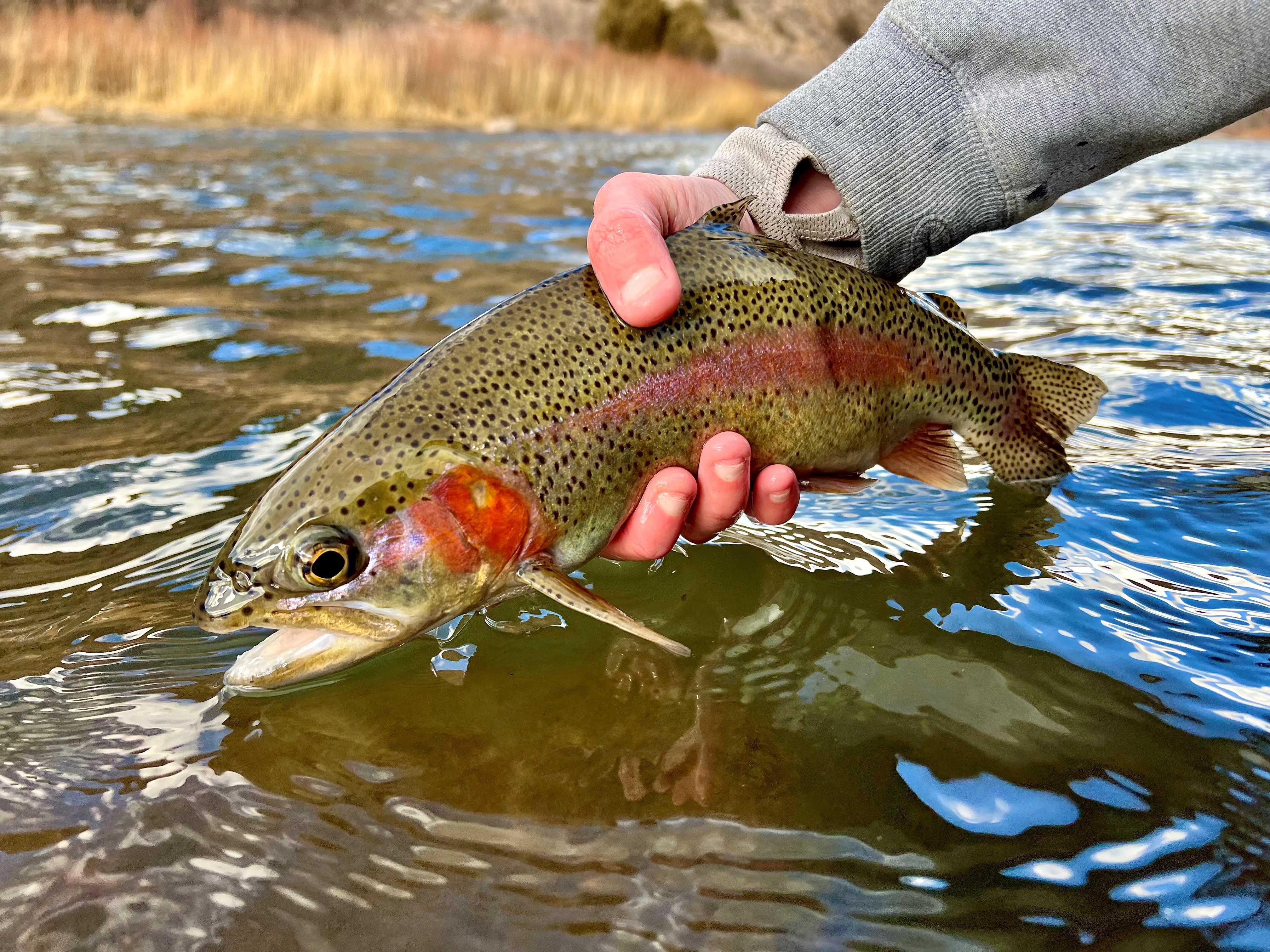 Fly of the Week with @anna_on_the_fly | Micro Golden Stonefly